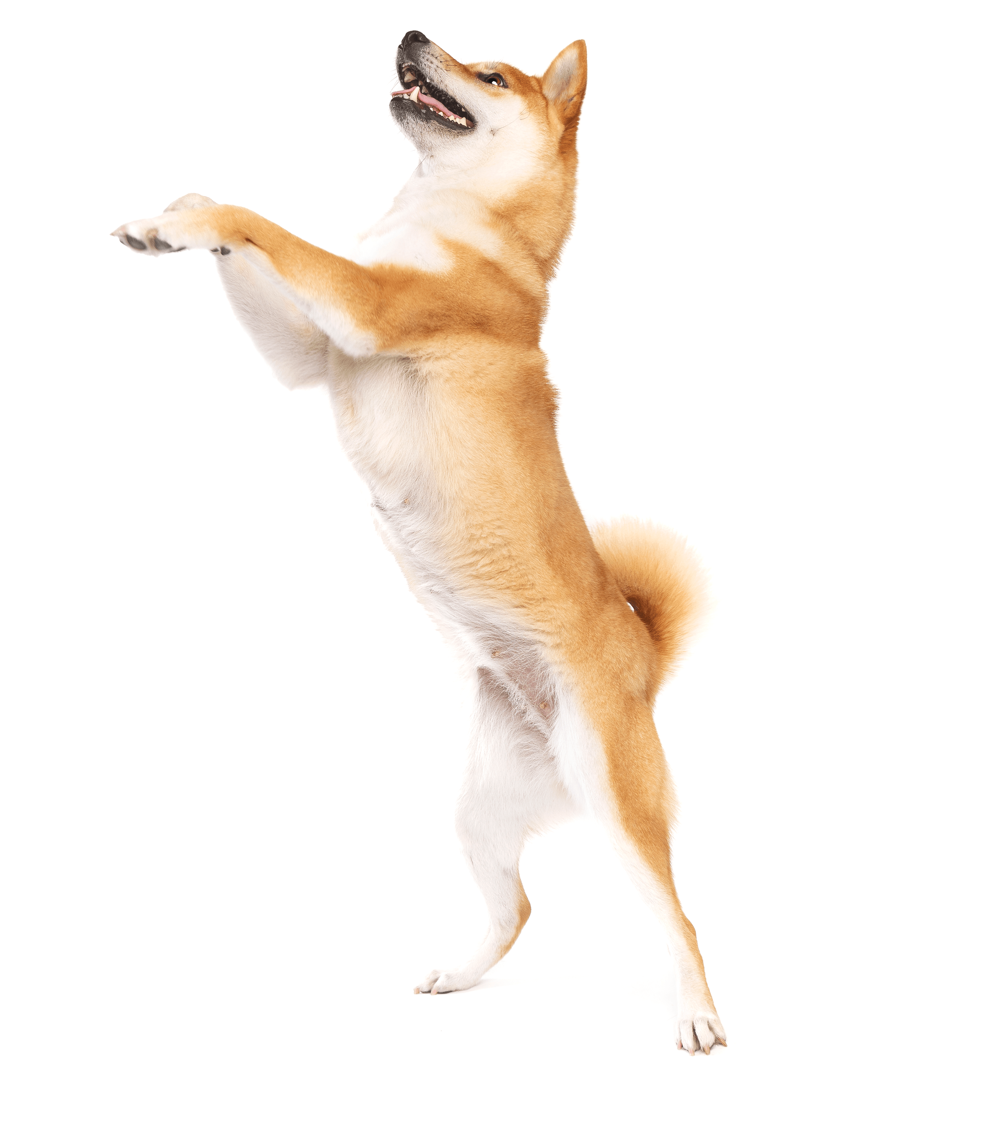 Tabletten für Gelenke Hund